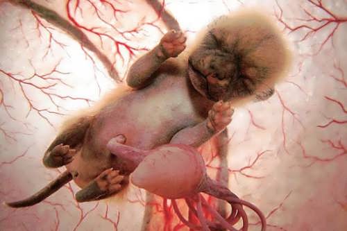 تصویر جنین حیوانات داخل شکم مادر