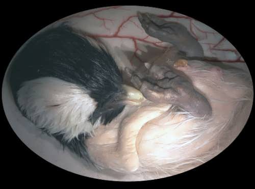 تصویر جنین حیوانات داخل شکم مادر