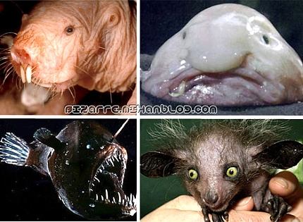 http://bizarreup.persiangig.com/bizarre/animals/weirdest-animals/01-weirdest-animals-front-page.jpg